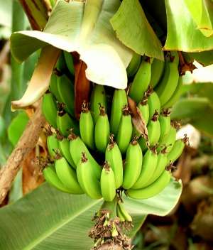 Image Credit: Enzik
Rights: Creative Commons Share Alike Unported 3.0
Source: http://commons.wikimedia.org/wiki/File:Bananas_-_Morocco.jpg Kontaktbild