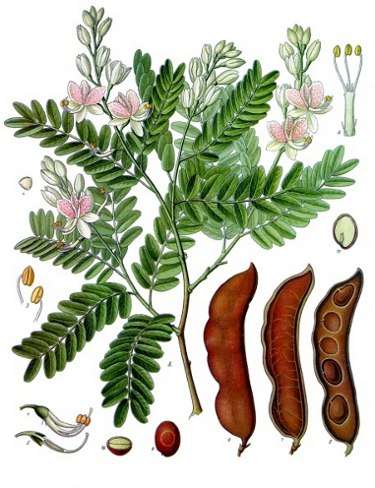 Image Credit: Franz Eugen Köhler, Köhler's Medizinal-Pflanzen
Rights: Public Domain
Source:http://commons.wikimedia.org/wiki/File:Koeh-134.jpg Kontaktbild